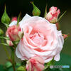 drowse