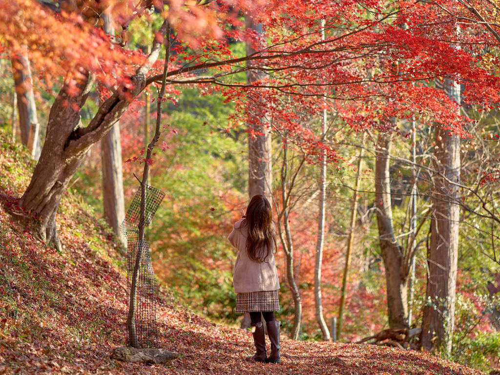 宍粟最上山公園