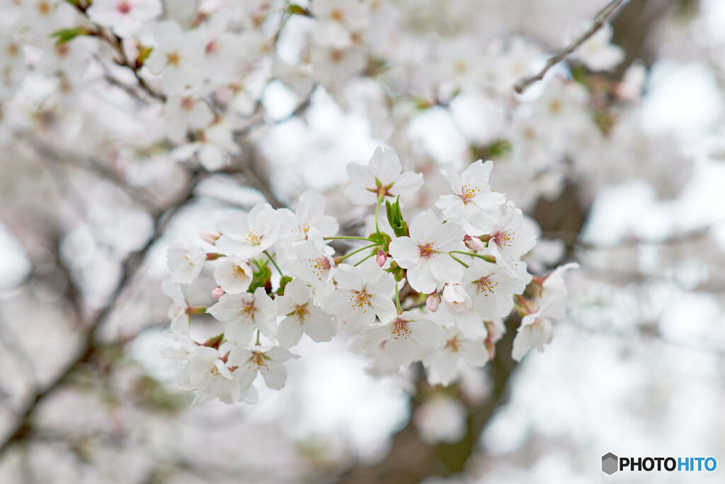 桜色