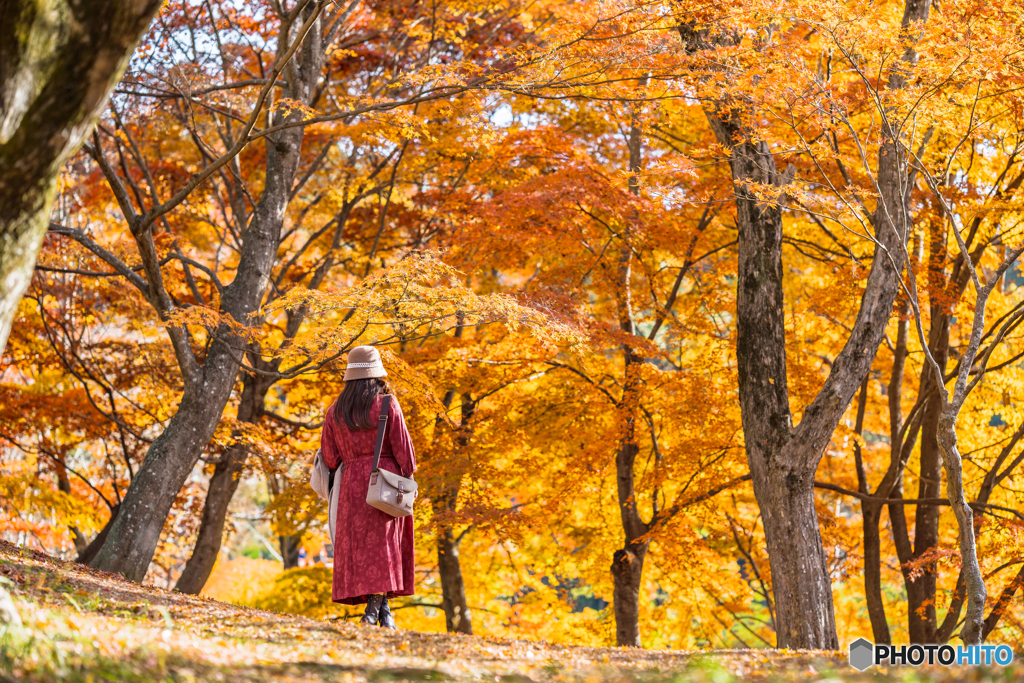 The sound of colorful leaves
