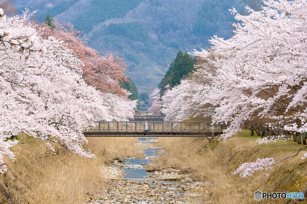 倉町野の桜