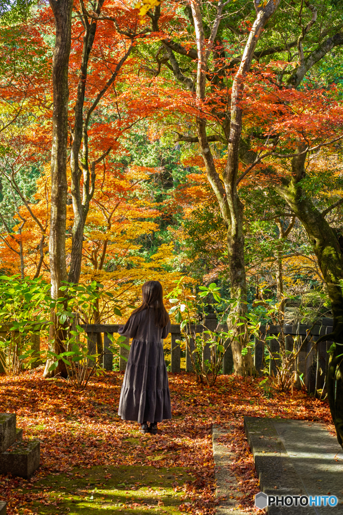 Autumn leaves in Japan