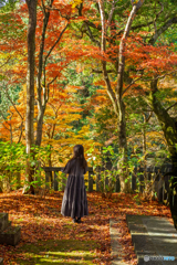 Autumn leaves in Japan