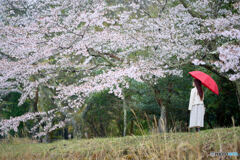 The reward on a spring rainy day