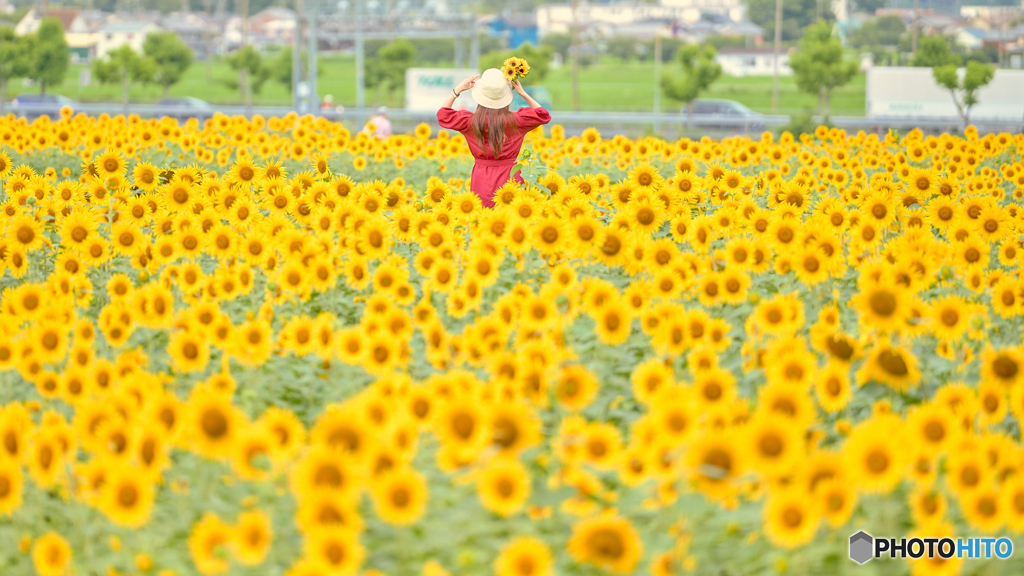 ひまわりの丘公園