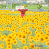 ひまわりの丘公園