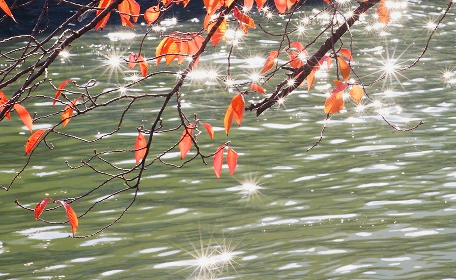 紅葉と光芒
