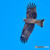 Blue sky and true mind 