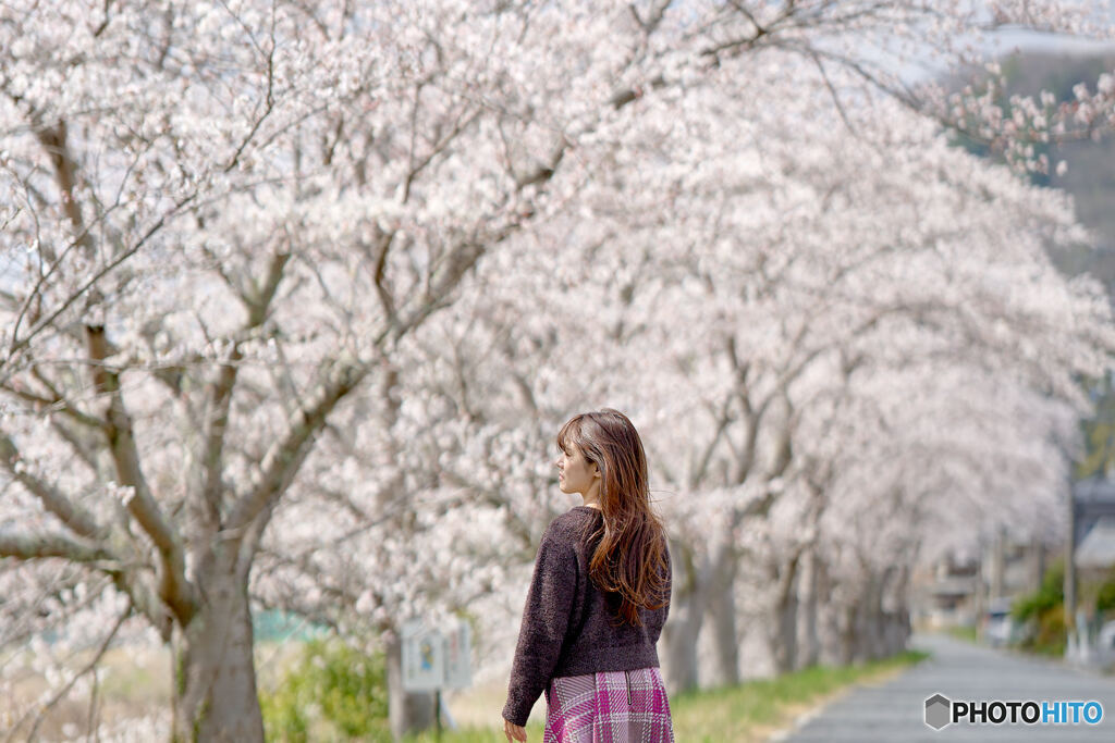 Cherry blossom pink spring breeze