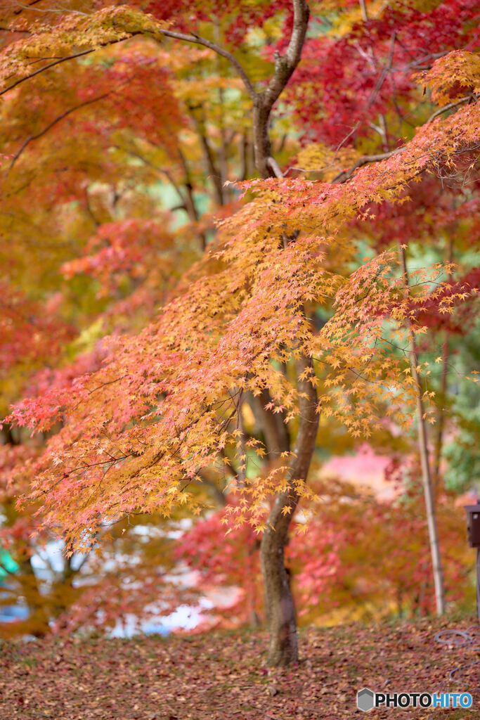 最上山公園もみじ山