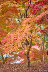 最上山公園もみじ山