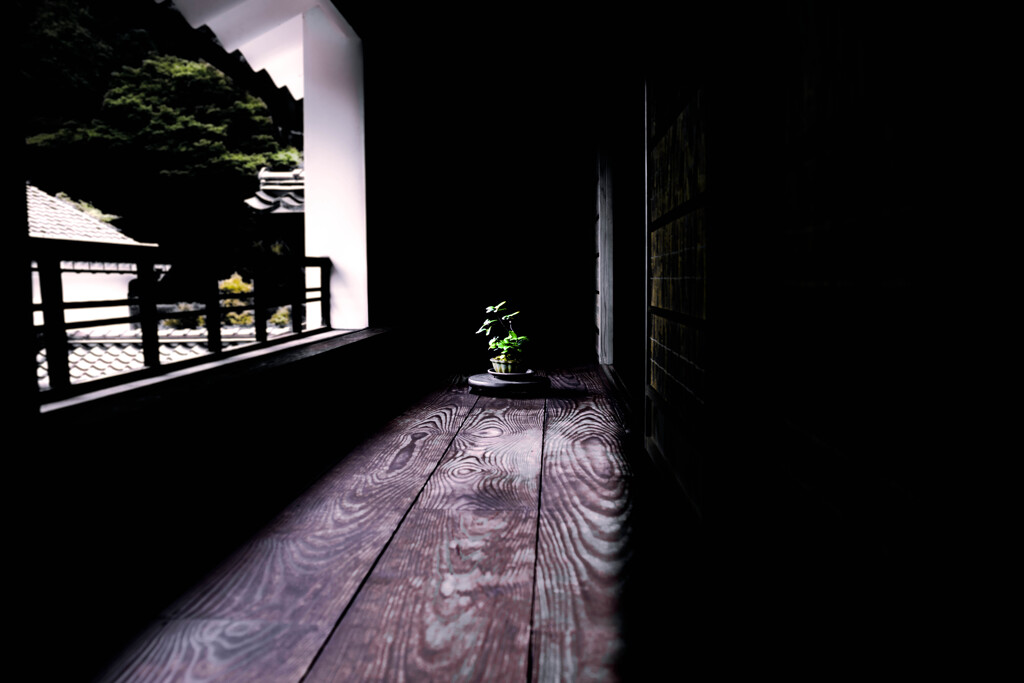古民家と盆栽(BONSAI)