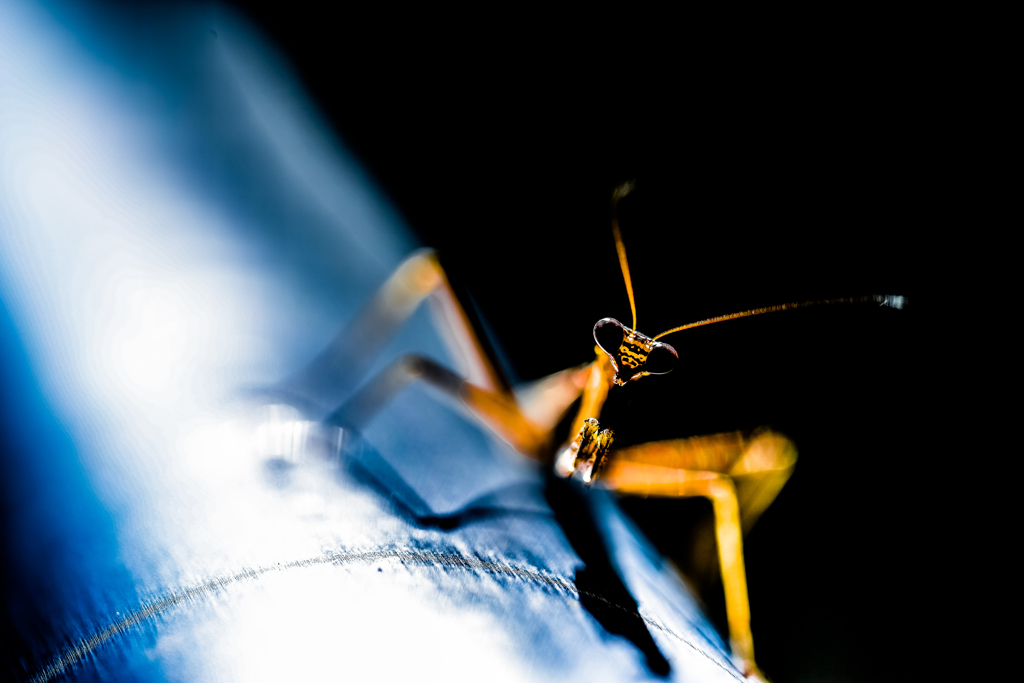 晩秋のカマキリ