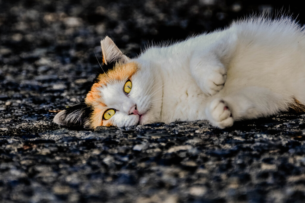 Golden eyes