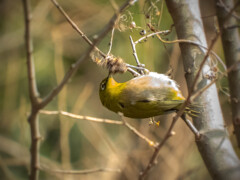 鳥 ごはん中