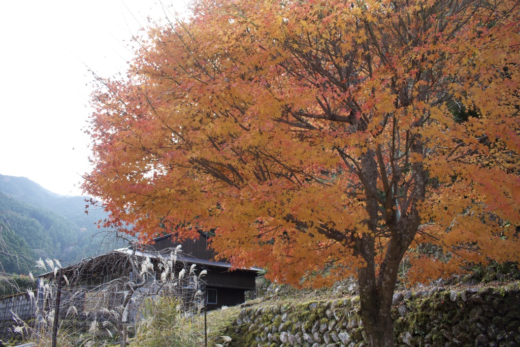 まだ残ってた紅葉
