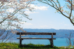 雑賀崎、桜とベンチ