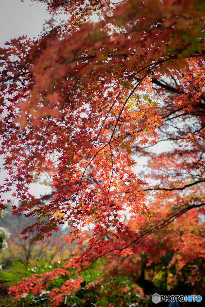 根来寺紅葉