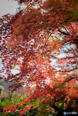 根来寺紅葉