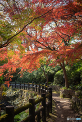 根来寺紅葉