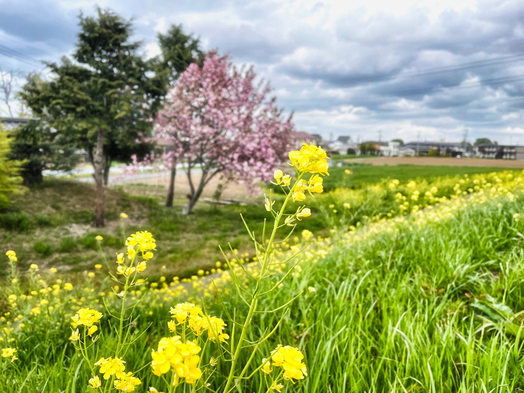 (iphone撮影)小貝川の菜の花　その1