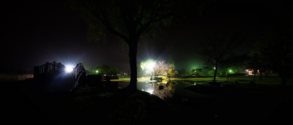 夜霧桜