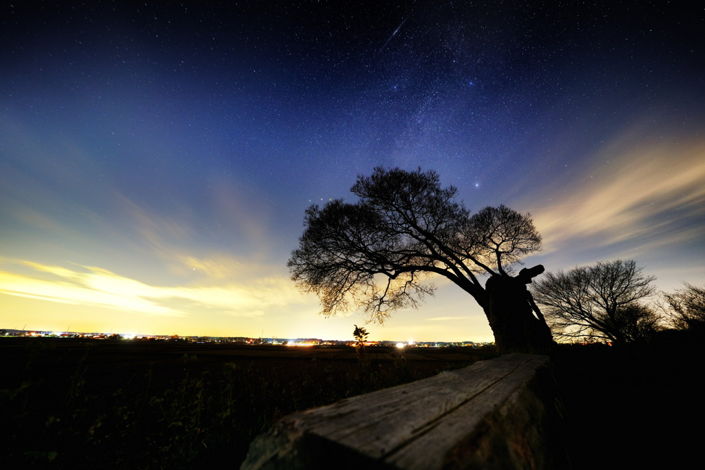 枯れ木と夜空