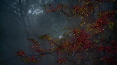 朝霧に染まる紅葉