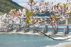 ダム越桜