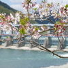 ダム越桜