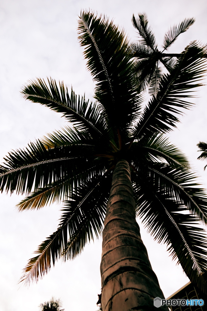Palma lāʻau