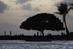 Laau nui