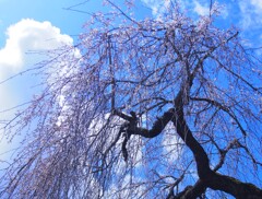 しだれ桜を見上げて