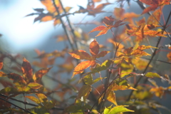 紅葉も終わりですね