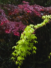 ウチュウ紅葉