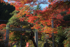 秩父御岳神社もみじ祭り02