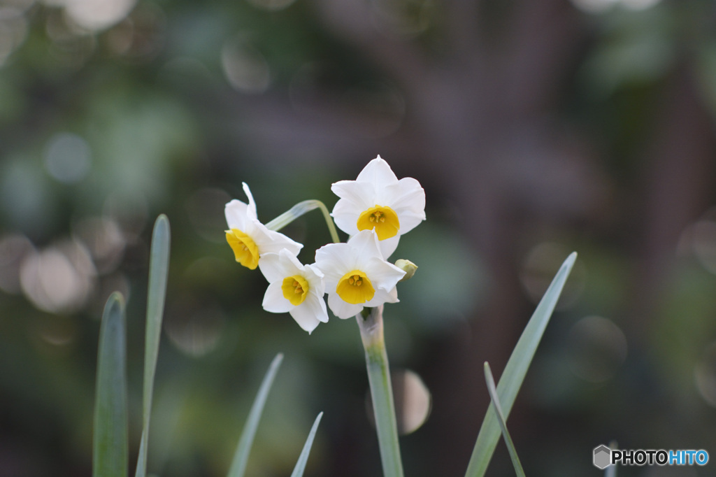 庭に咲いていた花。なんのお花？1