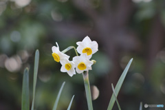 庭に咲いていた花。なんのお花？1