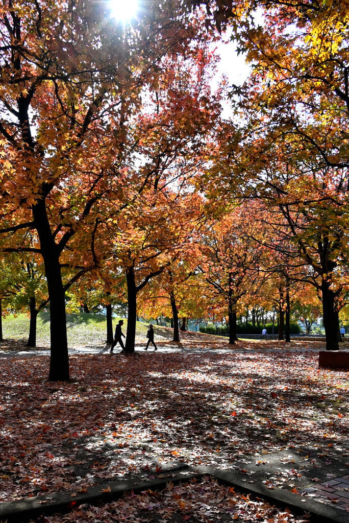 紅葉の中の散歩