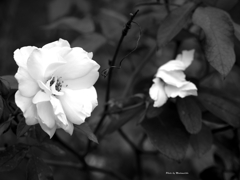 無彩 秋薔薇