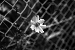 無彩 黄色秋桜