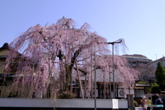 姫桜