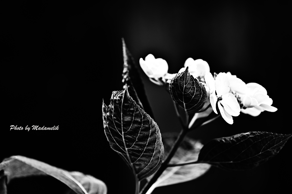 Monochrome hydrangea