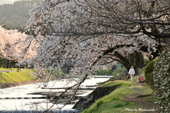 Season of cherry blossom