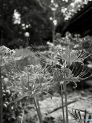 季節の花