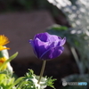師走の花壇