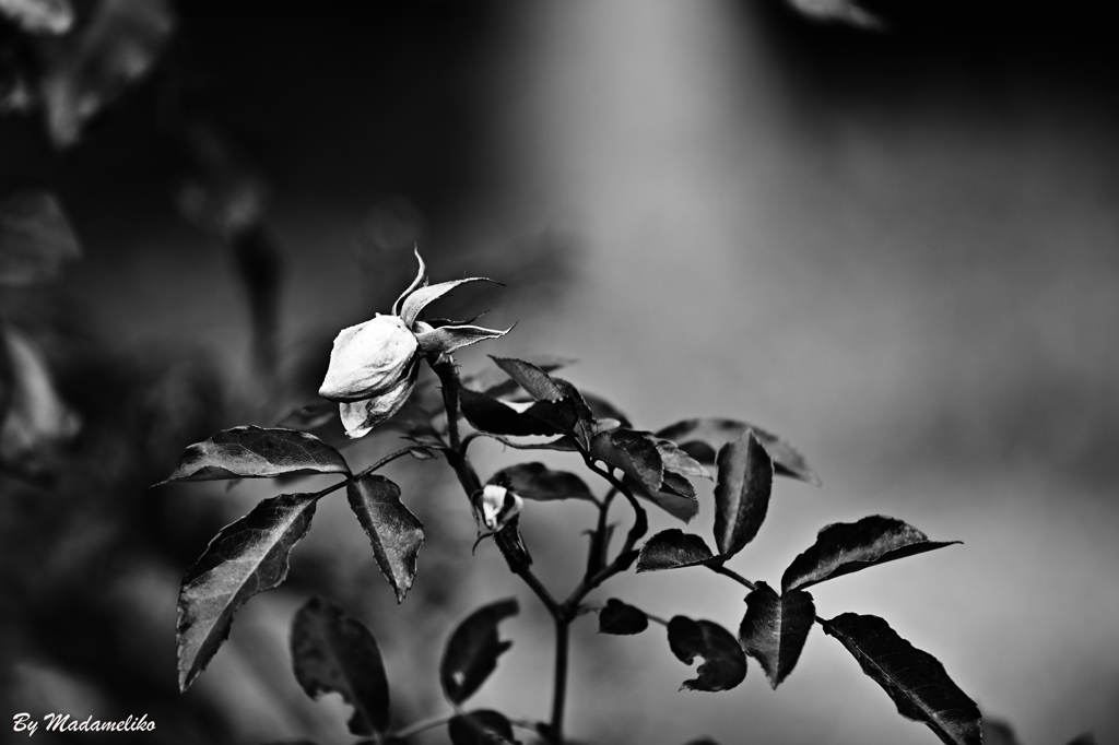 蕾