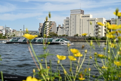 初秋の隅田川