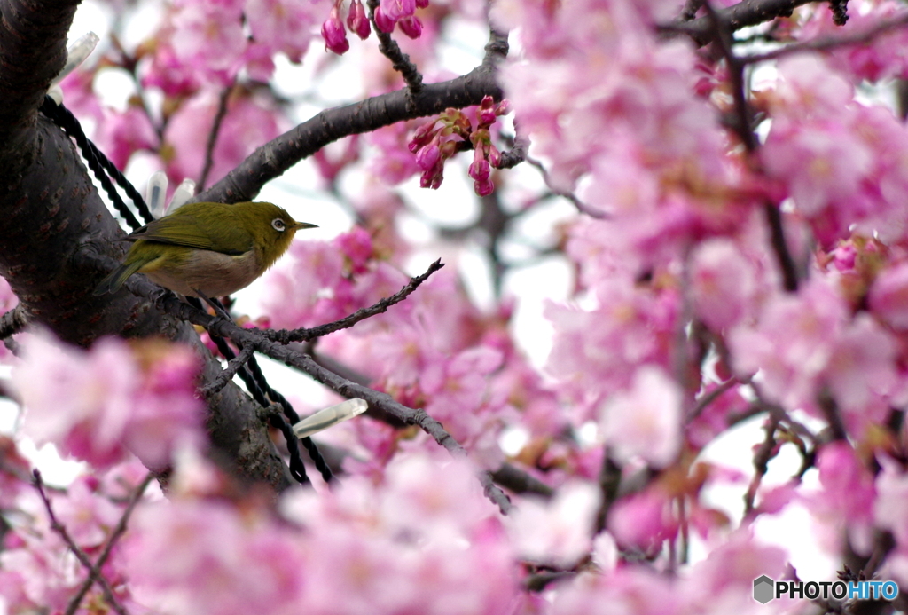 河津桜