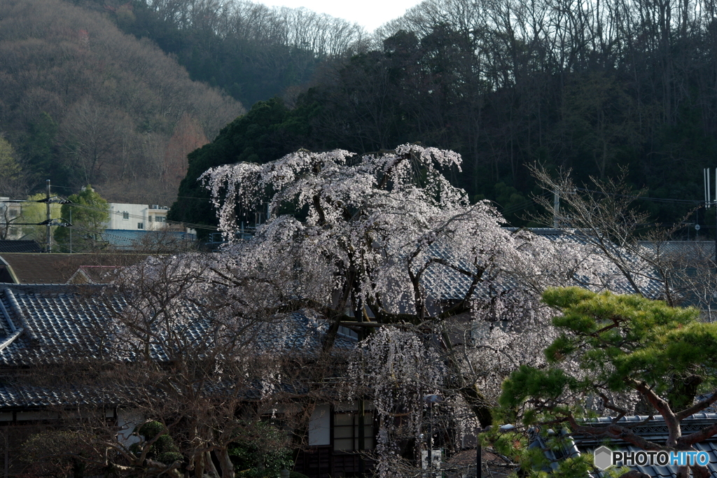 枝垂桜